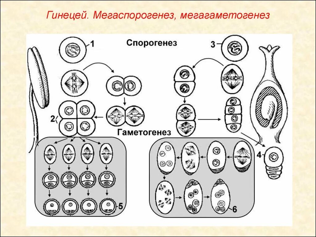 Гаметогенез и спорогенез