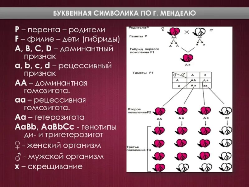 Типы гамет которые образует гетерозиготная особь