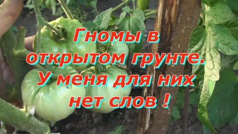 Рассада помидор гномов