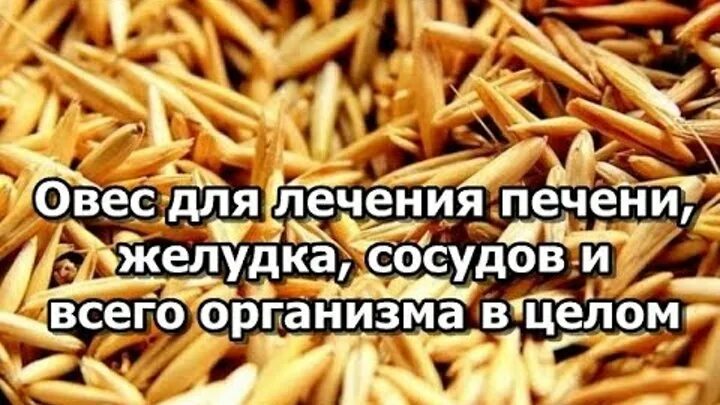 Овес для желудка. Овёс для печени. Чистка сосудов овсом. Овес для ЖКТ.