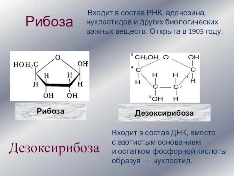 Какой углевод в составе рнк