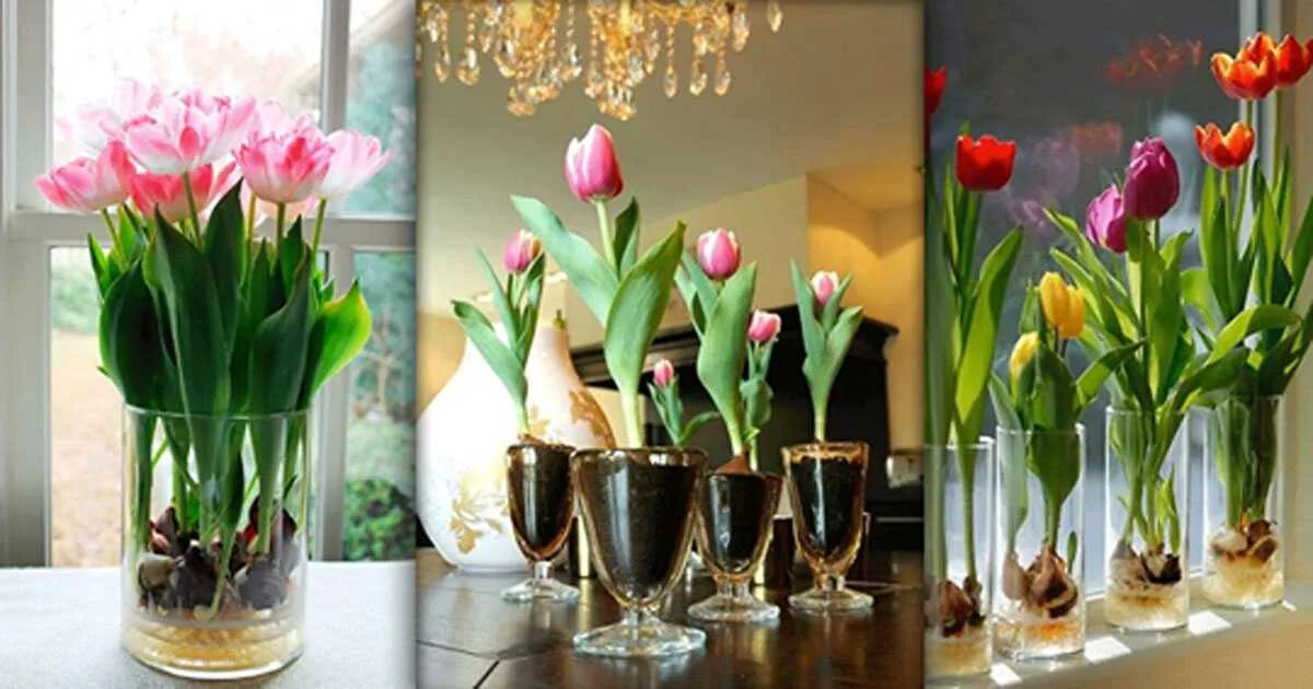 Вырастить тюльпаны дома. Тюльпаны круглый год. Мелкие тюльпаны в круглой вазе. Как вырастить тюльпаны дома.