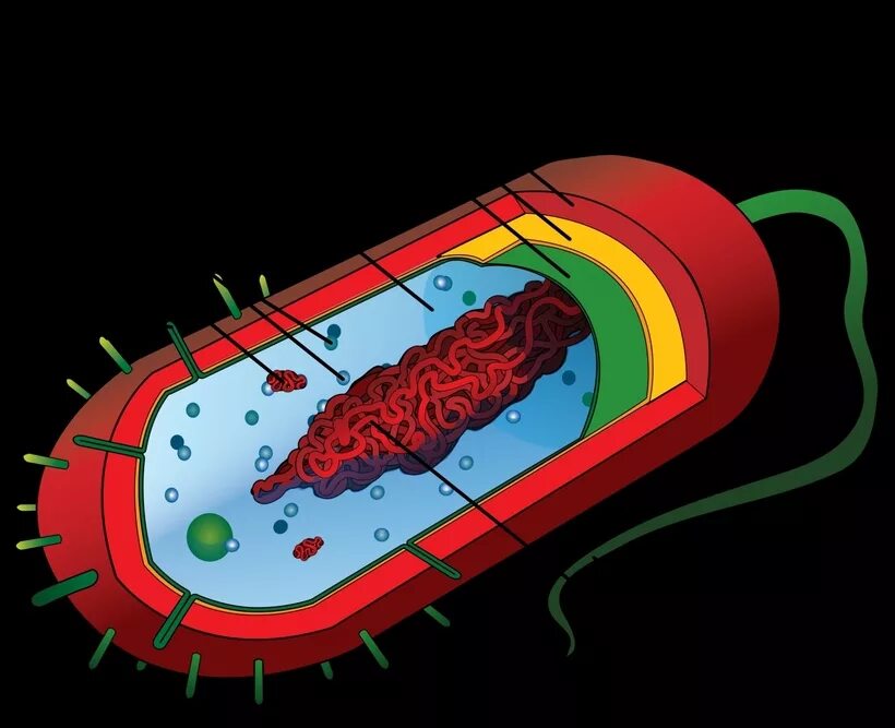 Прокариоты рисунок. Клетка бактерии прокариоты. Прокариотическая клетка bacteria. Прокариотическая клетка бактерии строение. Бактериальная клетка прокариот.