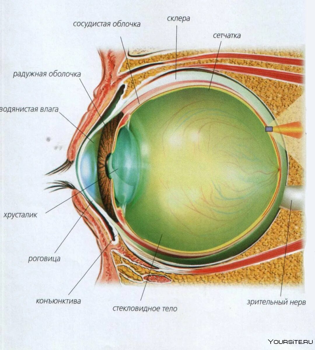 Строение глазного яблока анатомия. Анатомия глазного яблока и глазницы. Строение зрительного анализатора глазное яблоко. Анатомия глаз роговица и конъюнктива. Глазная впадина 6 букв