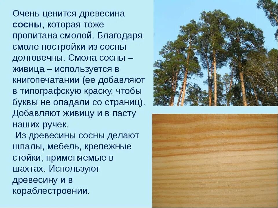 Как можно использовать деревья. Древесина сосны используется. Древесина сосна применяется. Древесина хвойных используется для производства. Сосна где используется древесина.