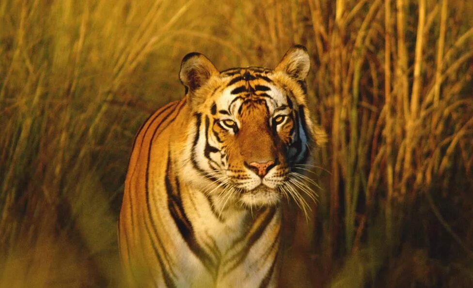 Индийский тигр. Тигр расчленяющая окраска. Read the text animals 4 класс. Animals fact file worksheets. Тигр в засаде.