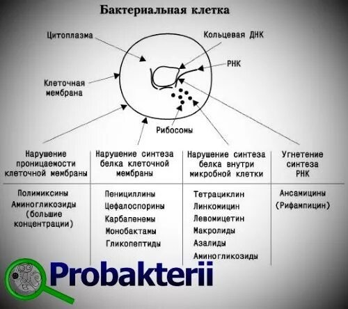 Сбился цикл из за антибиотиков