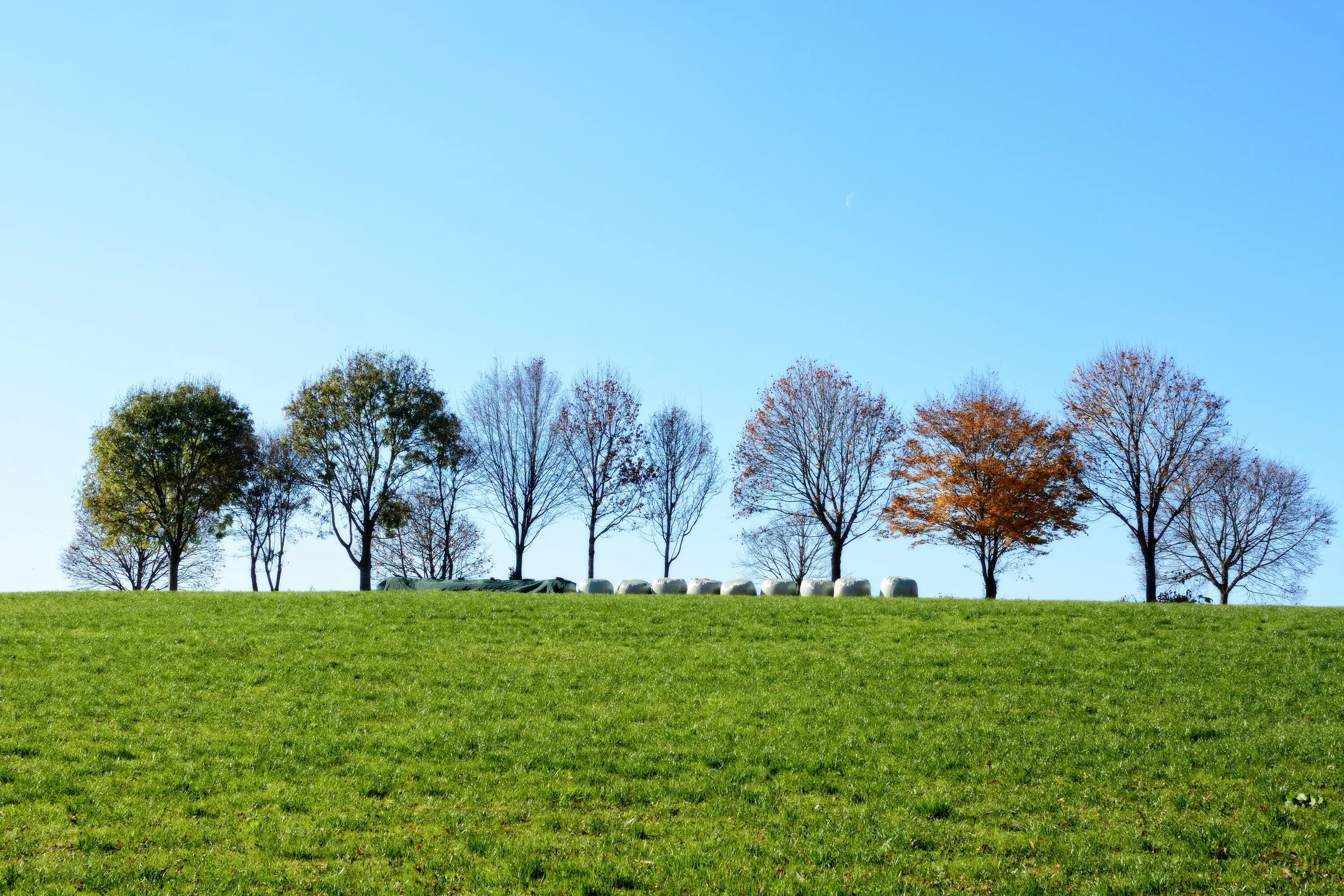 Twenty five years time. Hard times plants like trees a great. Hard times plants like trees a great. Топпинг деревьев сша. Афоризмы про дерево.