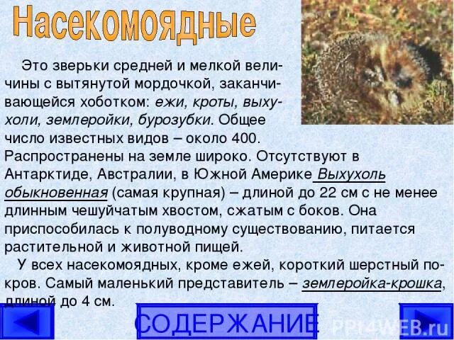Крот и еж впадают в спячку. Сравнение крота ежа. крот по сравнению с ежом. зверёк с хоботком на н счёт. почему еж впадает в спячку а крот нет.
