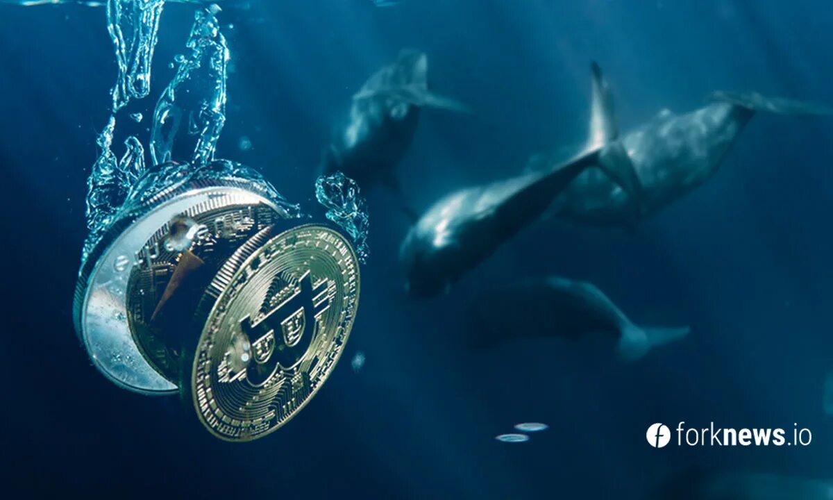 Top 10 bitcoin whales part. Крипто кит. bitcoin кит. киты криптовалюты. кит и биткоины.