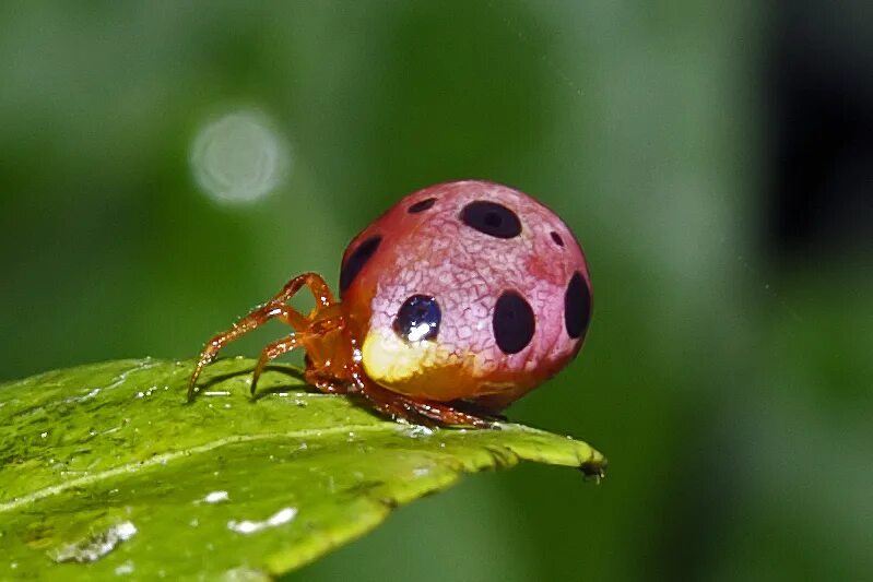 Мимикрия божьей коровки. Паук Божья коровка Мимикрия. Ladybird mimic паук. Paraplectana паук. Редкие Божьи коровки.