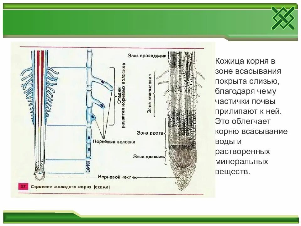 Кожица корня. В зоне роста корня происходит. Изображения корня с зоной всасывания. Эпидермис корня.