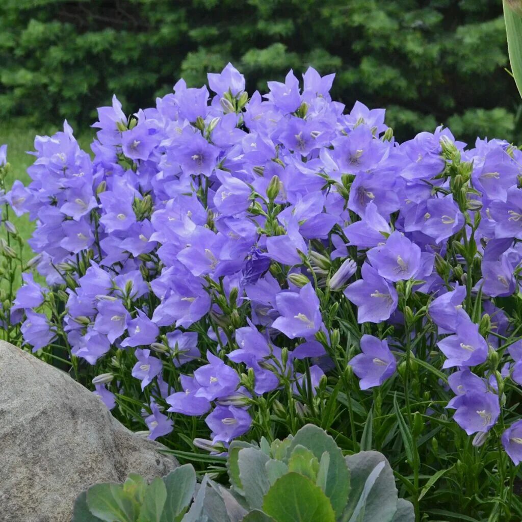 Колокольчик персиколистный (Campanula persicifolia l.). Колокольчик персиколистный (Campanula persicifolia `Takion White`). Колокольчик персиколистный (Campanula persicifolia `Takion Blue`). Колокольчик персиколистный (Campanula persicifolia). Колокольчик блю