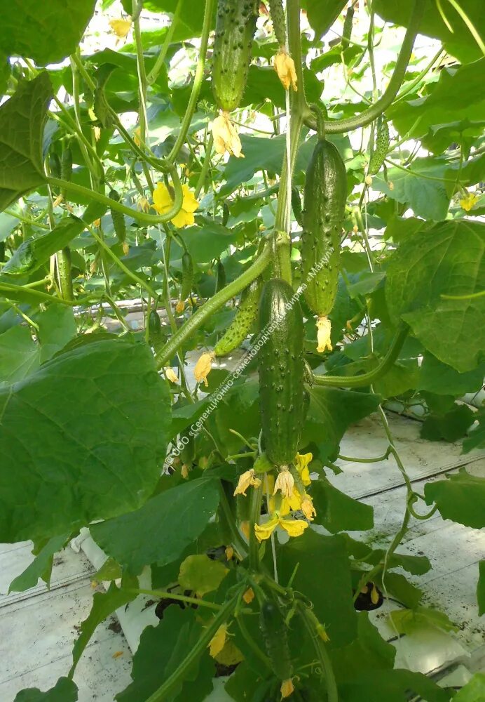 Огурец конни f1. Огурец f1 арарат. Огурец орзу f1. Огурец волжский. Огурец скороспел f1.