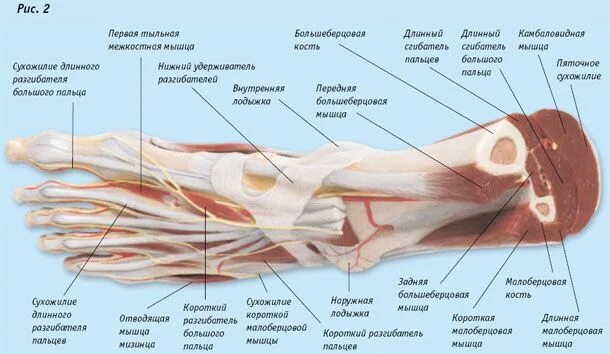 Ankle and foot support critical for maintaining balance