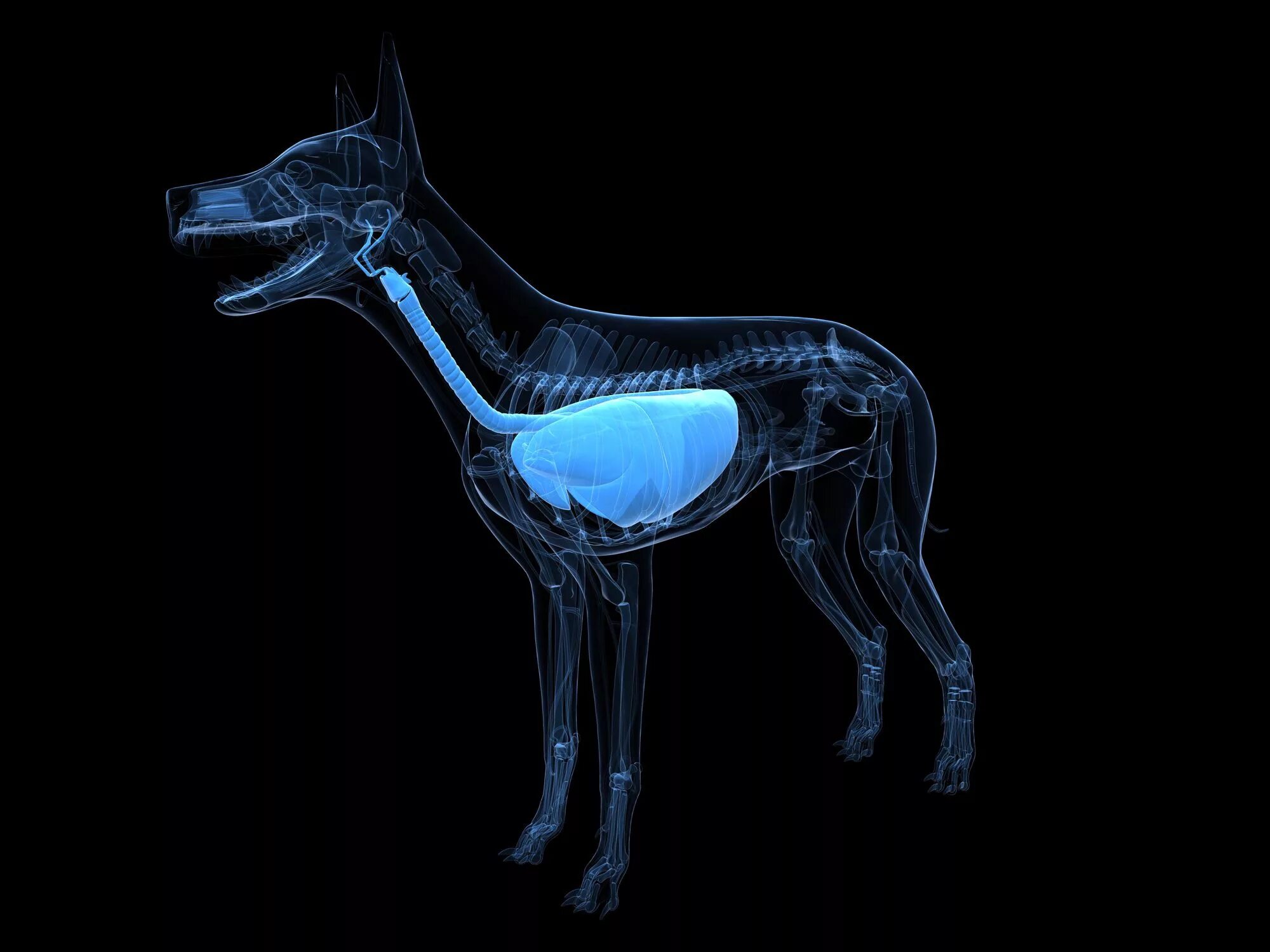 Дыхательная система собаки. Система органов дыхания собаки. Дыхание собаки. Строение дыхательной системы собаки. Собака компьютерная Графика.