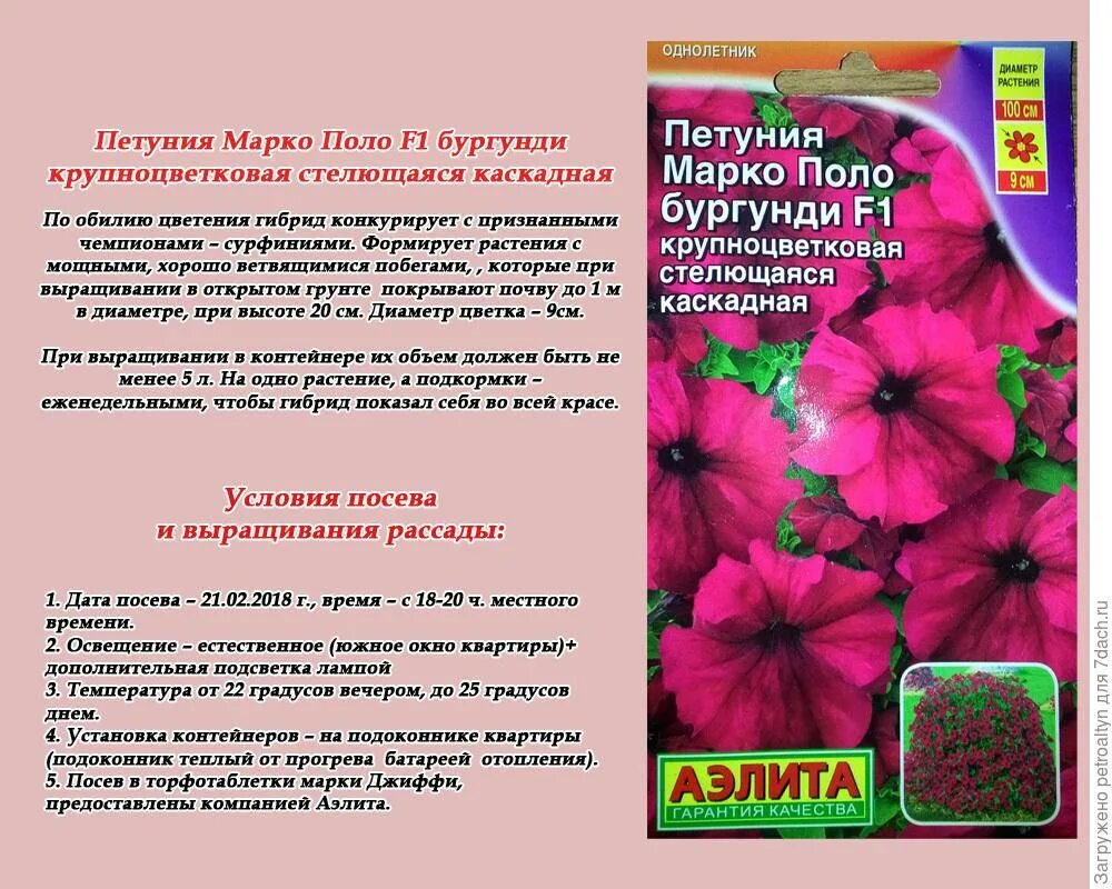 При какой температуре высаживают петунию в грунт