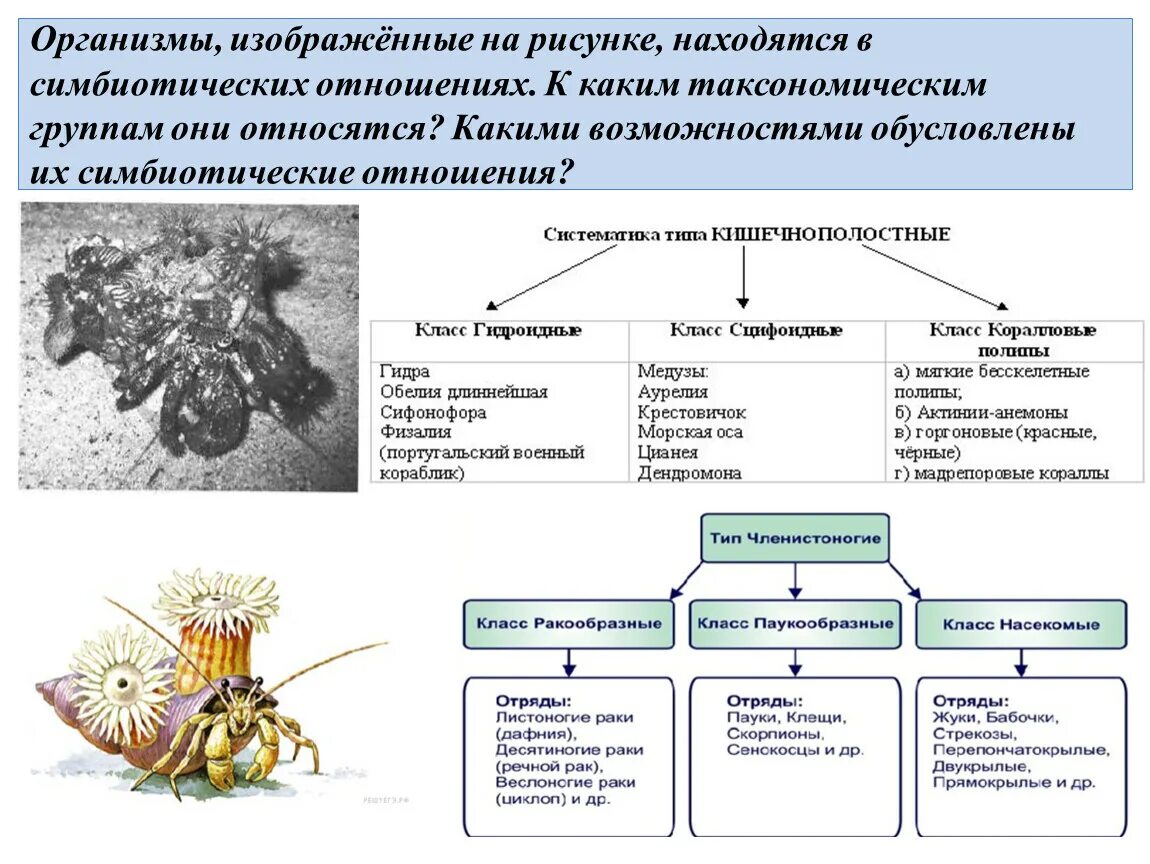 Виды симбиотических взаимоотношений организмов. Симбиотические взаимоотношения примеры. Симбиотические связи организмов примеры. Организмы в симбиотических взаимоотношениях. Какие отношения складываются между ежовником и джейраном