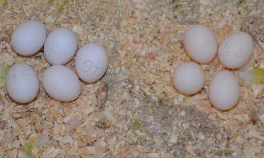 Неоплодотворенные яйца волнистых попугаев. Яйца попугая корелла. Выглядит яйцо волнистых попугаев. Яйцо попугая купить