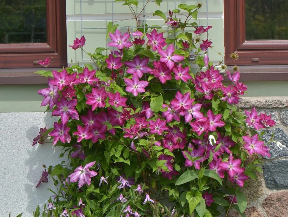 Клематис viva polonia. Клематис полония. Клематис вива полонья. Сорт клематиса вива полония. Клематис вива.