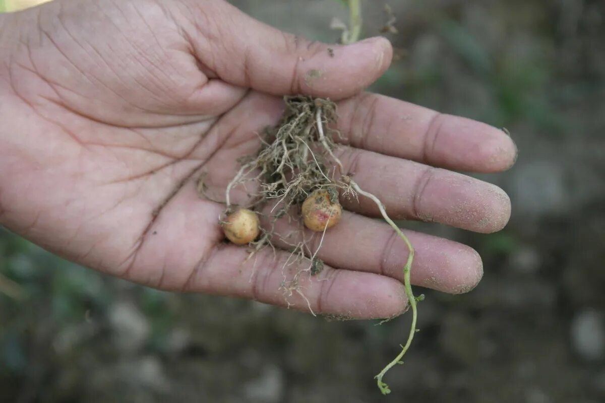 Картофель из семян выращивание в домашних. Семена картофеля. Картофельные семена. Картофель из семян. Всходы картофеля из семян.