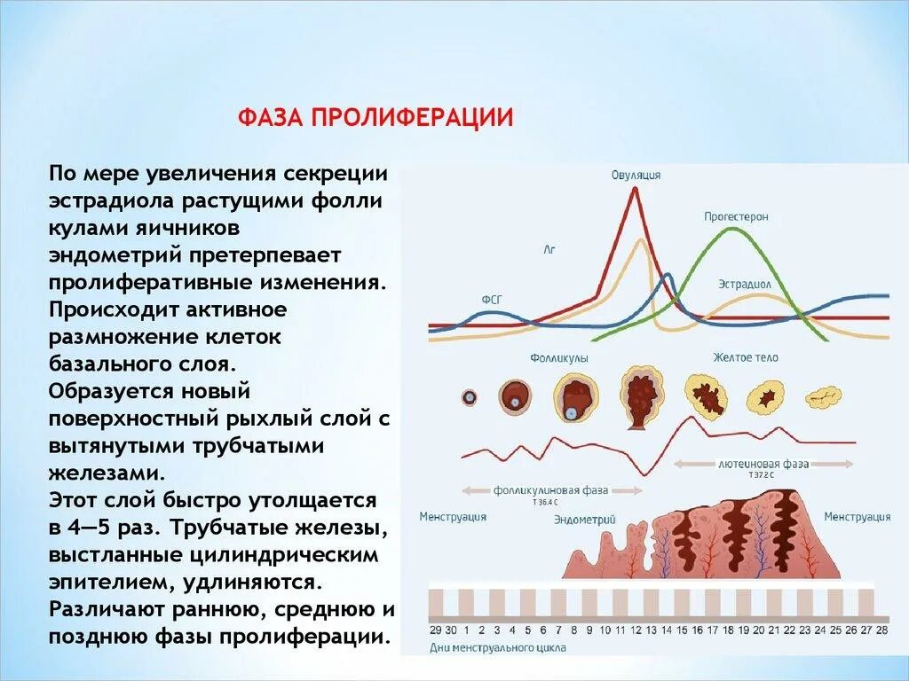 Месячные начинаются эндометрий. Фаза пролиферации овариально-менструального цикла. Фаза пролиферации маточного цикла. Эндометрий 1 фазы менструального цикла. Фаза секреции менструального цикла.