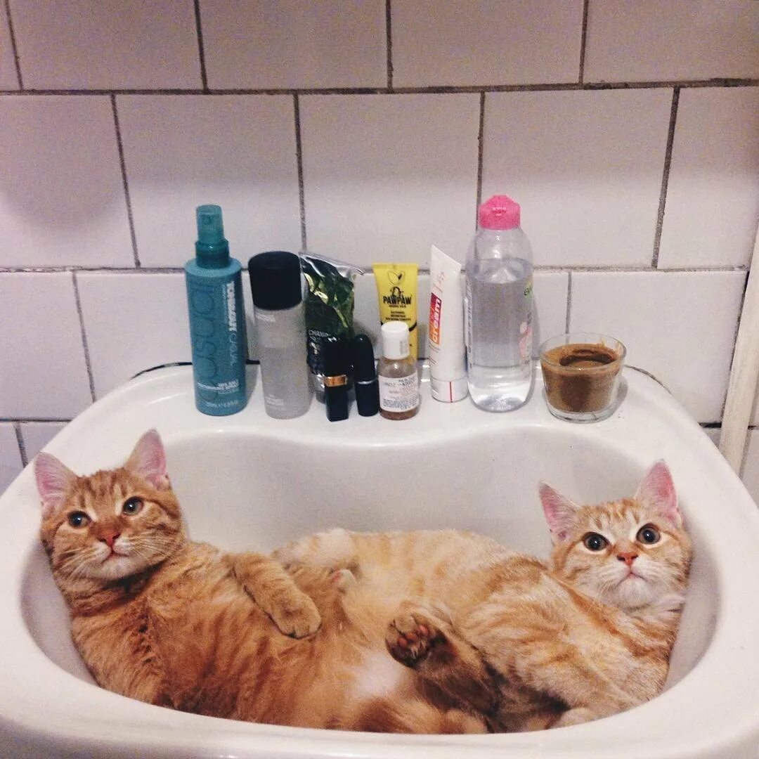 Кошка Ван. Котик в ванной. Кошка в ванной. Катик в ванной. Видео коты в ванне