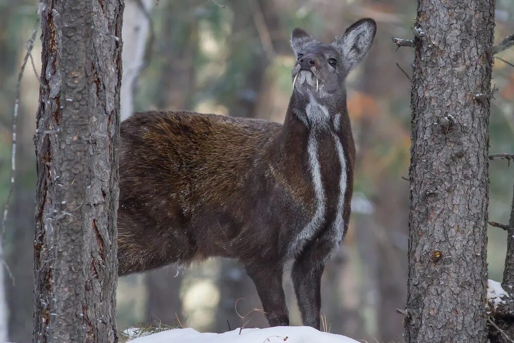 Сибирская кабарга. Сахалинская кабарга. Сахалинская кабарга Moschus moschiferus sachalinensis. Сахалинская кабарга Тайга.