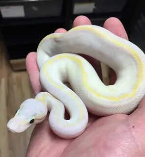 Pet python