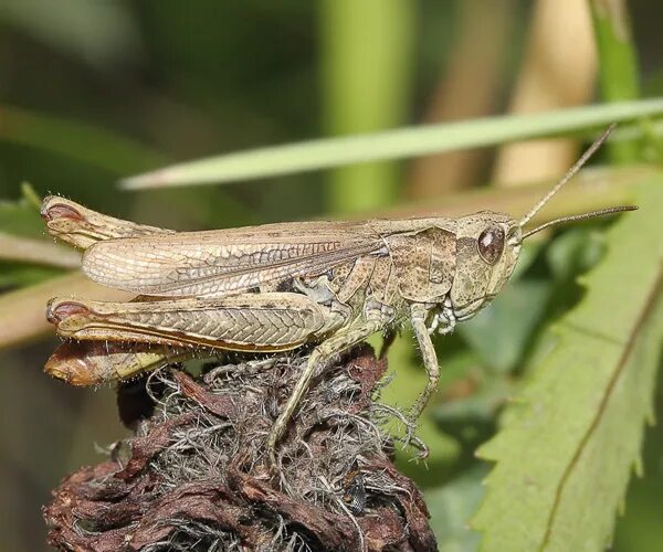 отряд прямокрылых насекомых. зеленчук кузнечик. кобылка болотная. прямокрылые насекомые характеристика. прямокрылые саранчовые.