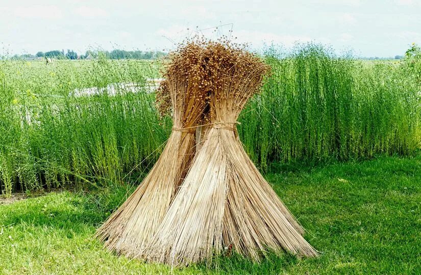 Сноп льна. Снопы льна. Снопом из льна. Снопики льна. Снопы льна.