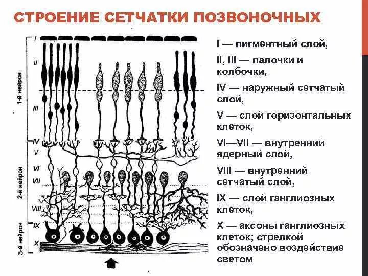 Схема нейронного строения сетчатки. Строение сетчатки глаза слои. Структура сетчатки глаза физиология. Функции наружного ядерного слоя сетчатки.