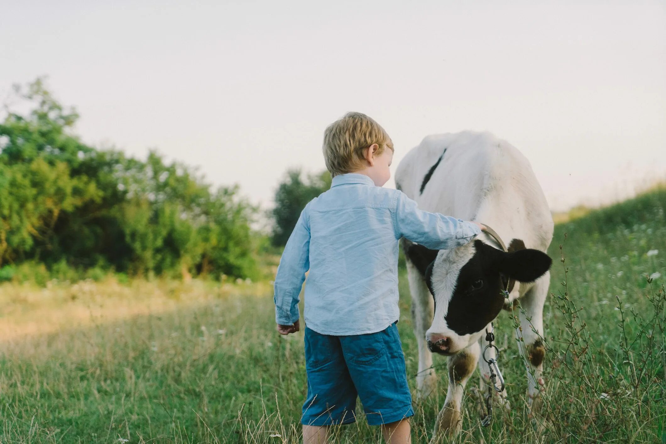 Корова для детей. Счастливая корова. Корова мальчик. Корова фото для детей. Фото petting