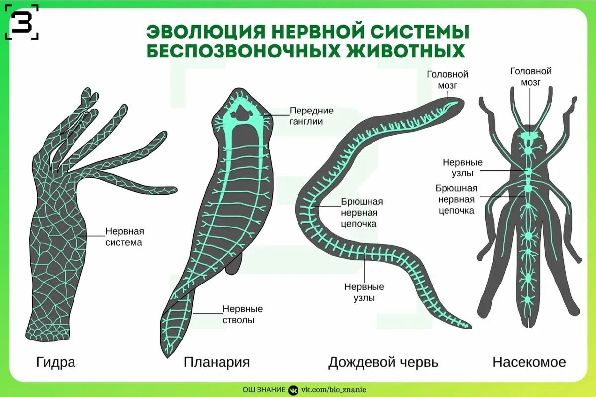 Эволюция нервной системы беспозвоночных. Строение нервной системы у беспозвоночных животных. Эволюция нервной системы у животных. Типы нервных систем у беспозвоночных и позвоночных животных. Сеть нервных клеток у каких беспозвоночных