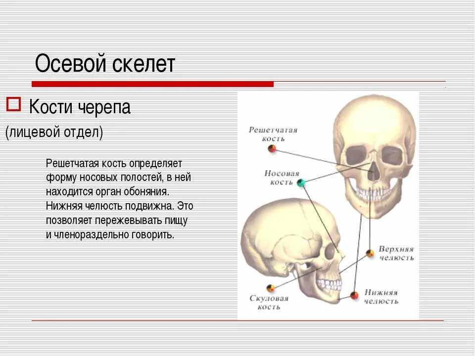 Осевой скелет человека череп. Кости лицевого отдела. Осевой скелет человека лицевой отдел отдел.