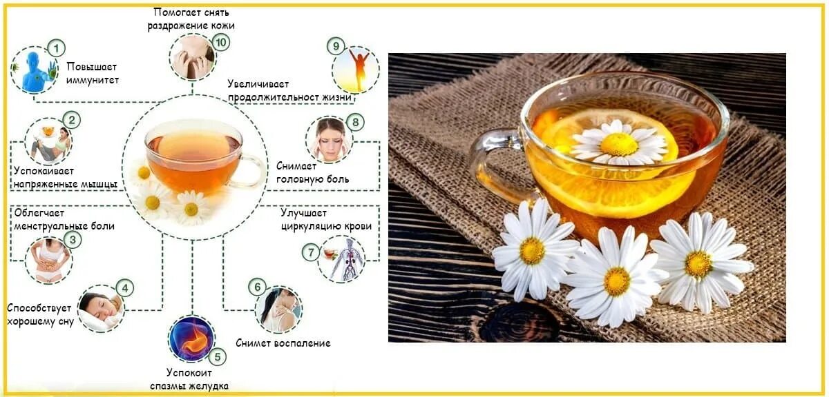 Ромашка чай польза и вред для организма. Ромашка полезные качества. Чем полезен чай с ромашкой. Чай с ромашкой полезные свойства. Ромашка польза.