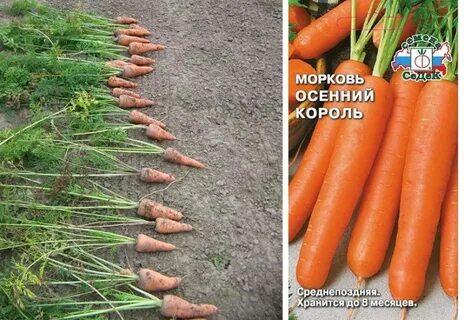Лучшие сорта моркови для подмосковья открытый