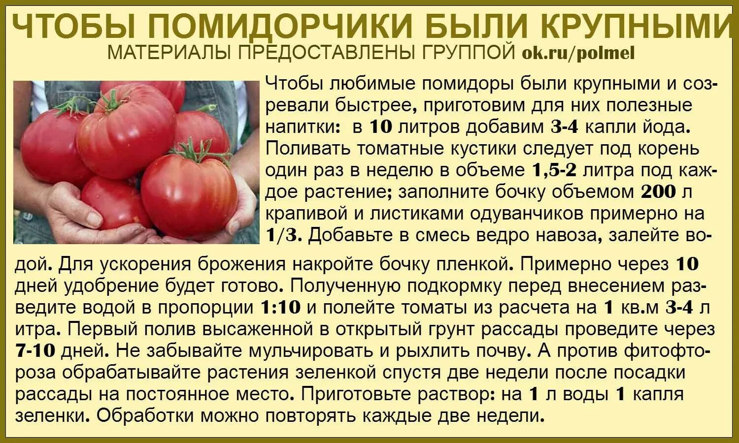 Сколько растут томаты. Таблица подкормки томатов. Советы садоводам и огородникам. Советы про томаты. Сад огород полезные советы томаты.