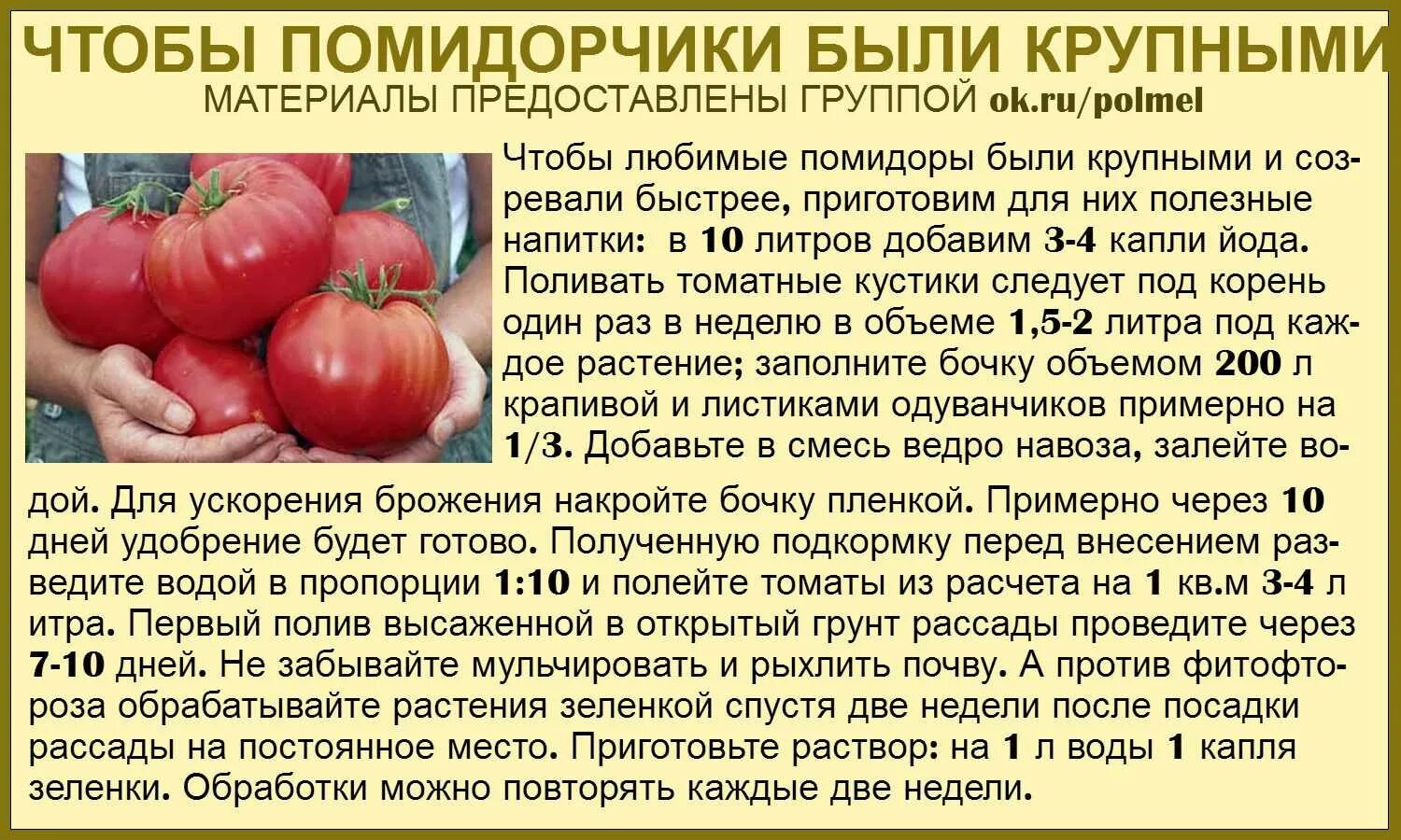 Помидоры с какого возраста давать ребенку. Советы про томаты. сад огород полезные советы томаты. помидоры совет. советы садоводов помидора.
