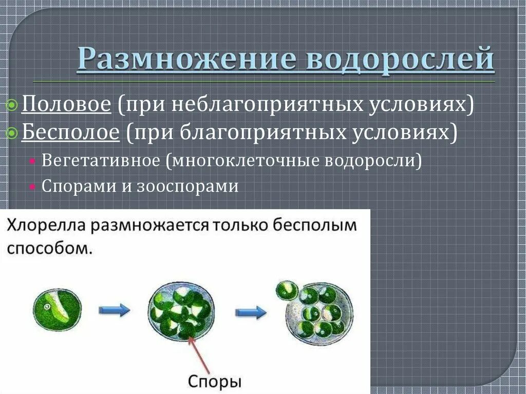 Условия размножения водорослей