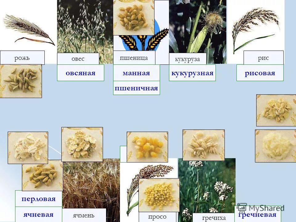 Рожь овес просо. Пшеница, рожь, рис, овес, кукуруза, ячмень, просо,. Рожь пшеница овес. Пшеница род вид. Пшеница рожь ячмень овес.