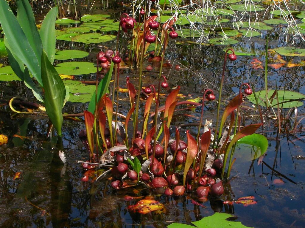 Растут в болотистой местности. Sarracenia psittacina. Бриттен болотные цветы. Шейхцерия Болотная. Болотные Хищные растения.