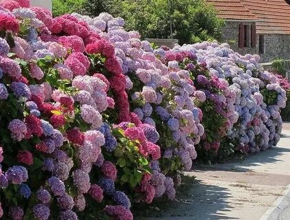 Многолетние цветы с большими цветами