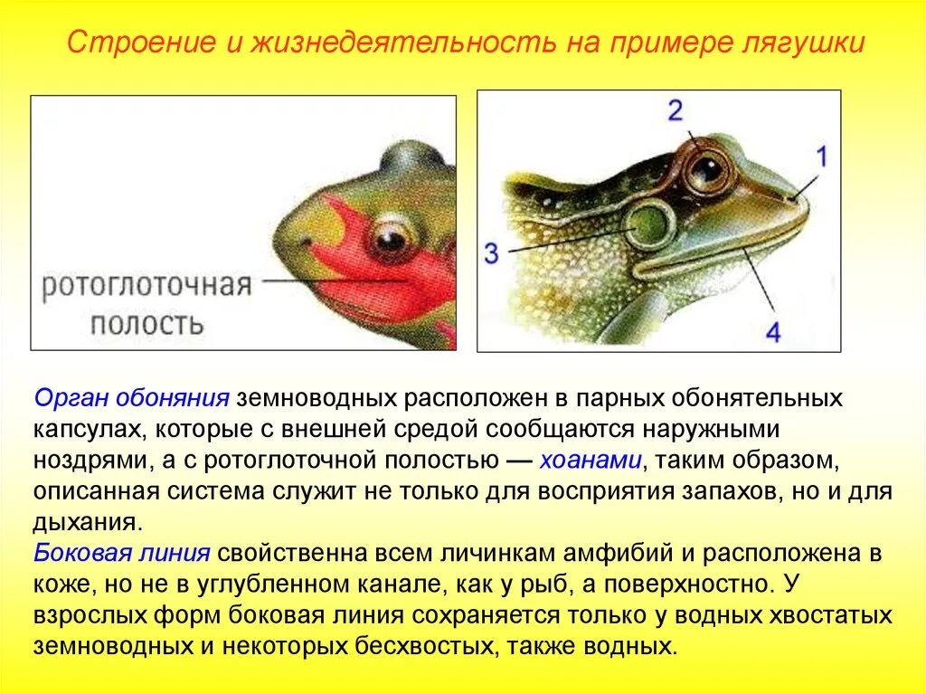 Какие особенности строения отличают земноводных рыб. Органы чувств амфибий таблица. Строение органов чувств земноводных. Особенности органов чувств у земноводных. Функции органов чувств у земноводных.