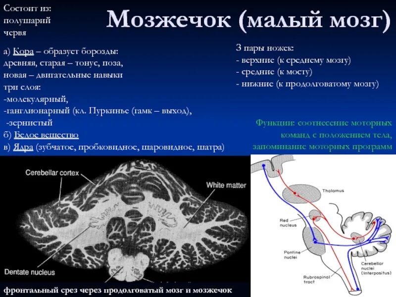 Как проверить мозжечок. Функциональное строение мозжечка физиология. мозжечок фронтальный срез. мозжечок мозг функции. червь мозжечка функции.