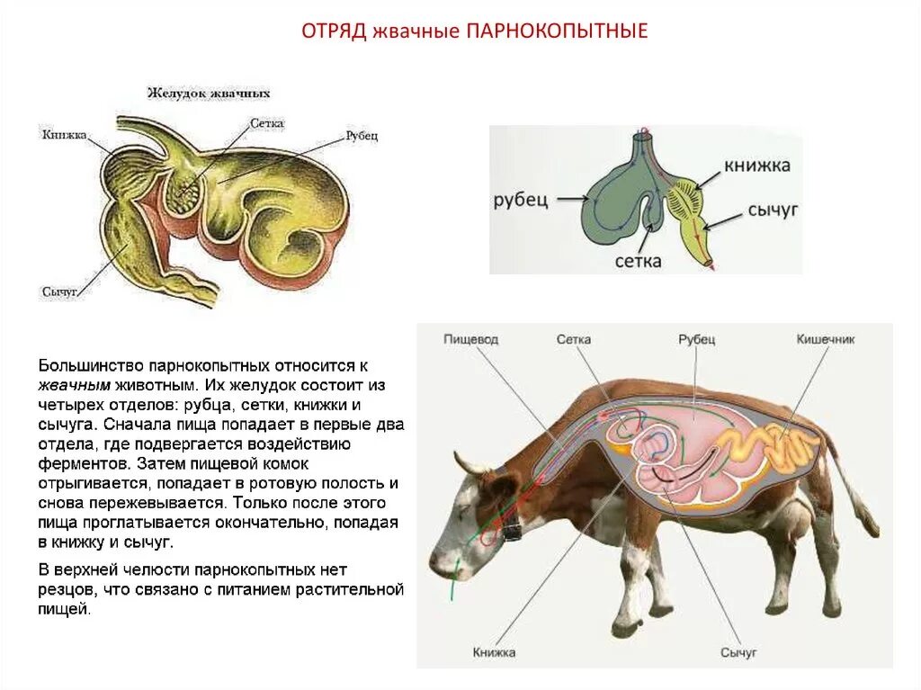 Жвачные парнокопытные строение желудка. Пищеварительная система жвачных млекопитающих. Строение пищеварительной системы жвачных животных. Желудок жвачных млекопитающих.