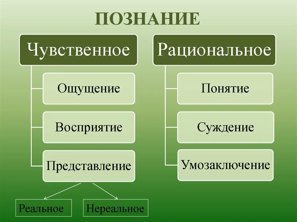 Формы познания. Чувственное и рациональное познание.