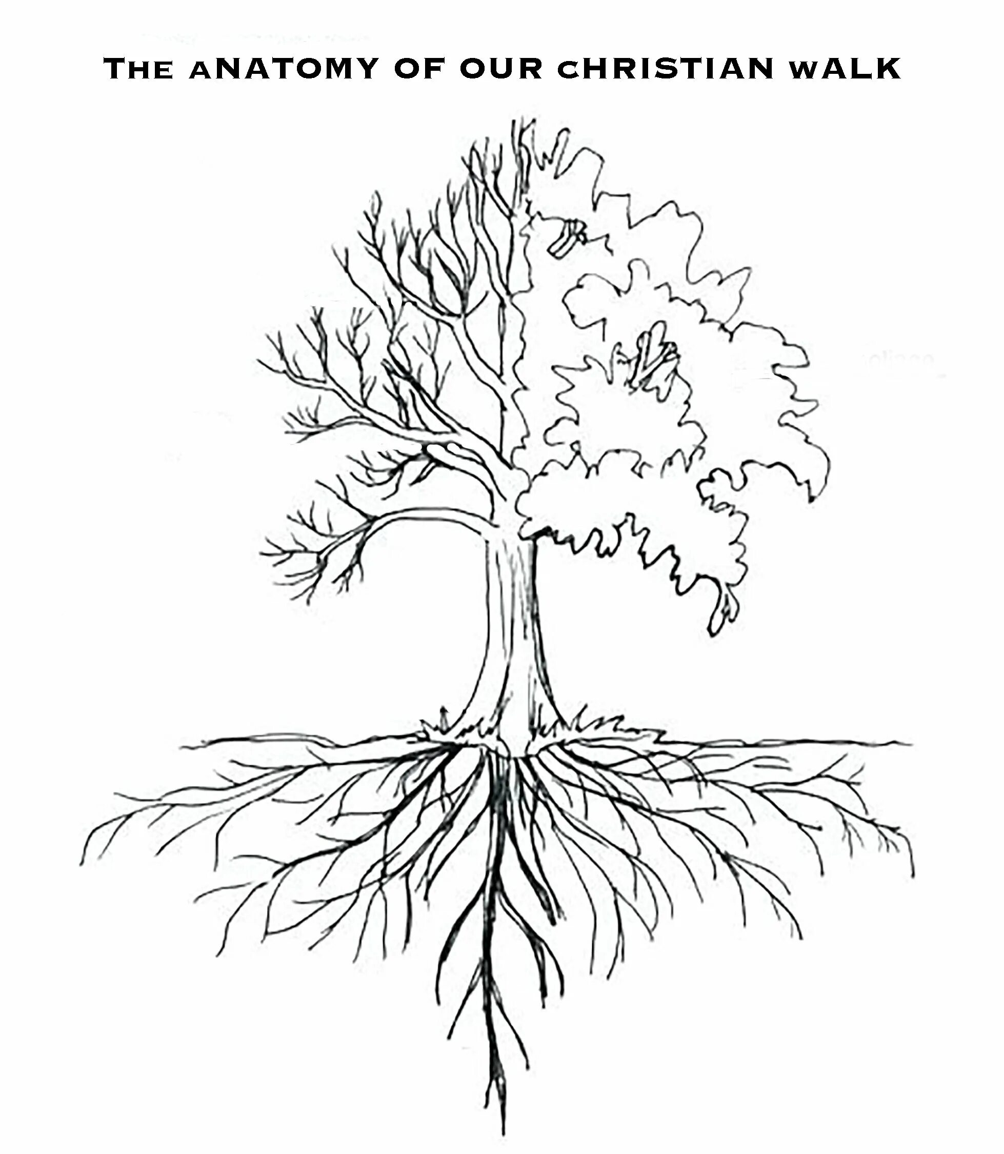 Липа дерево корни. Корневая система деревьев. Глубина корневой системы деревьев. Корневая система липы. Строение корневой системы дерева.