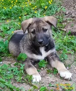 Щенок мальчик в добрые руки