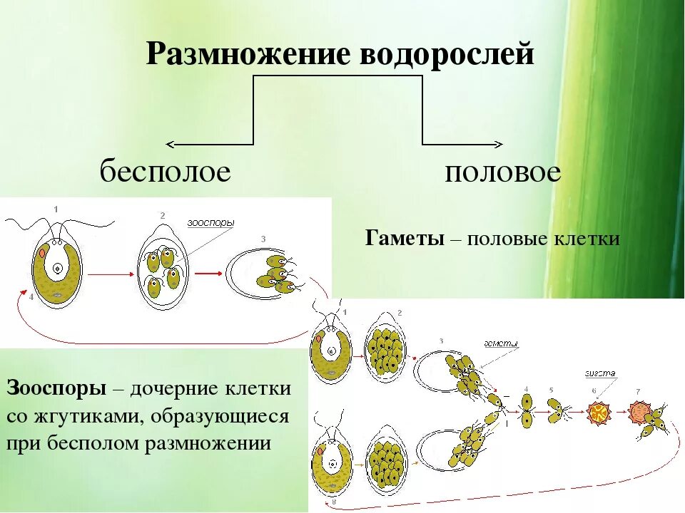 Размножение водорослей 6. Бесполое размножение водорослей схема. Размножение водоросли песполое. Размножение водорослей схема. Размножение водорослей 6 класс биология.